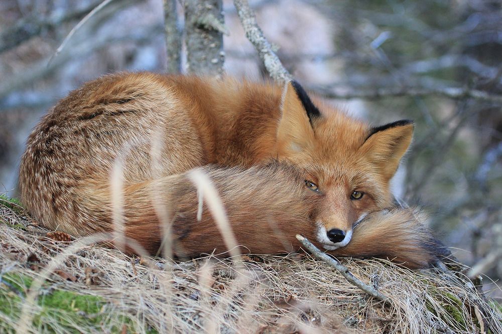 Photograph by Валерий Платонов
