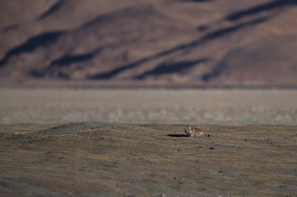 After a successful hunt !