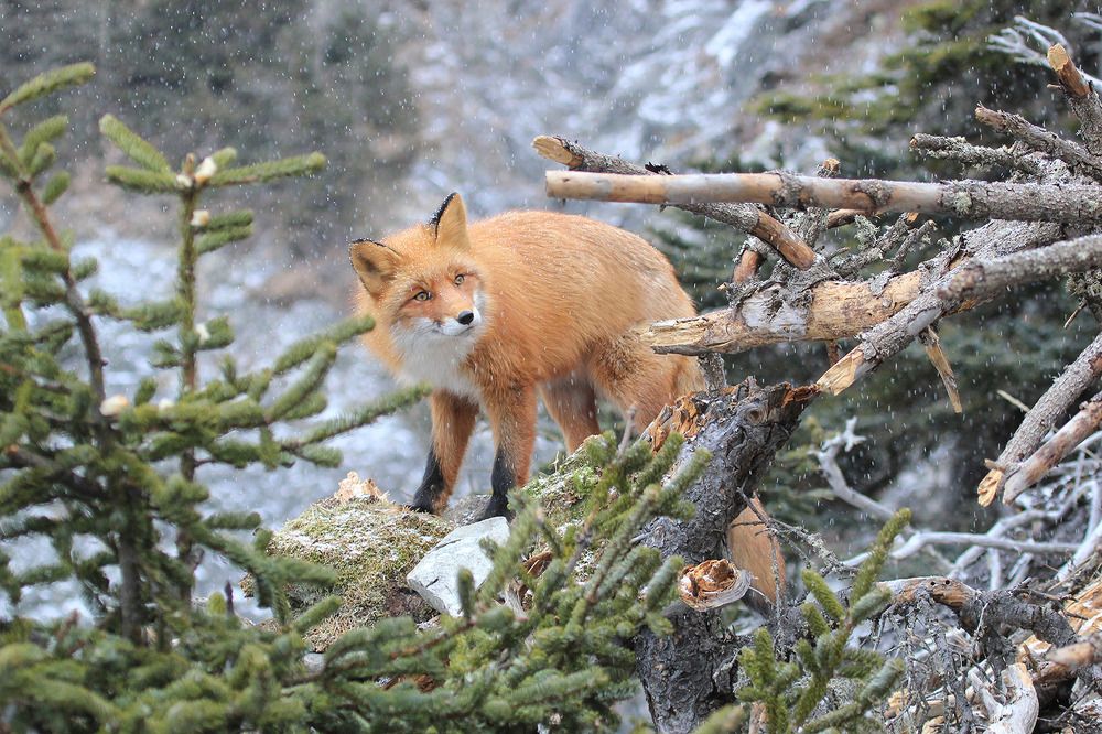 Photograph by Валерий Платонов