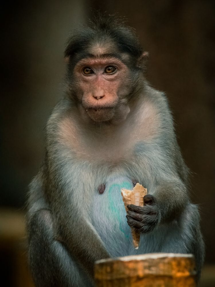 Photograph by Aboobacker Siddique