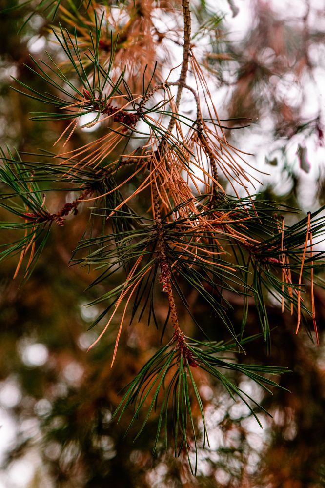 Photograph by Сергей Аникушин