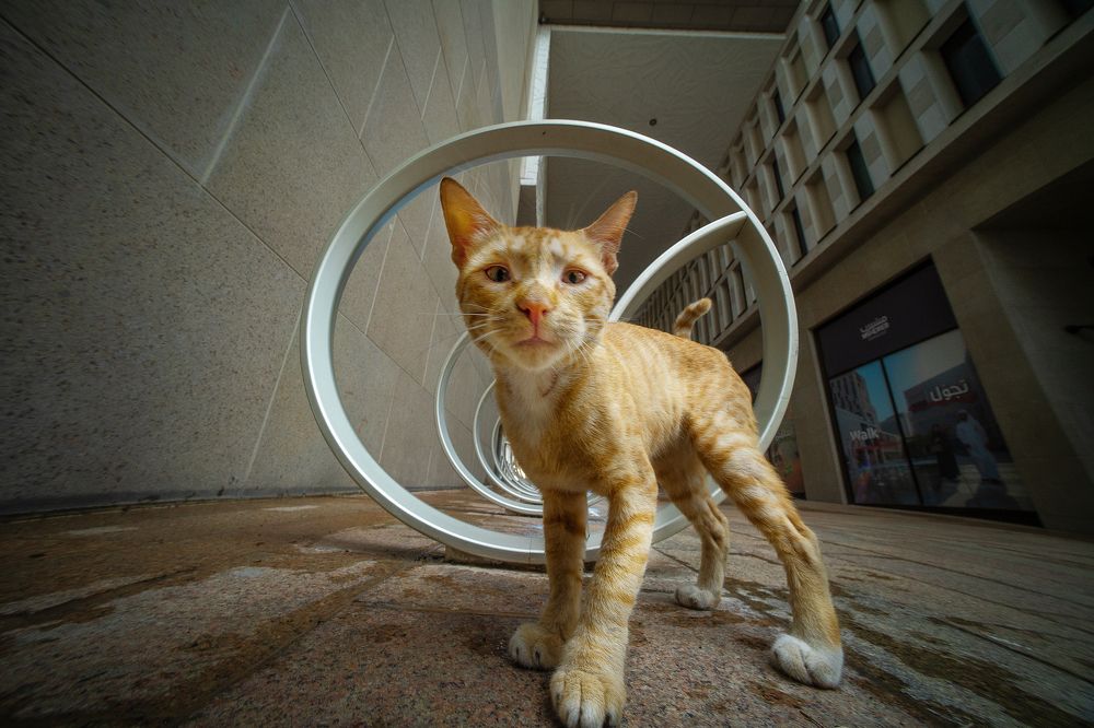 Фотография автора RanoosH ALi