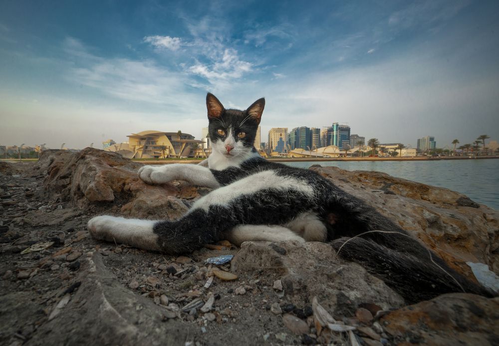 Фотография автора RanoosH ALi