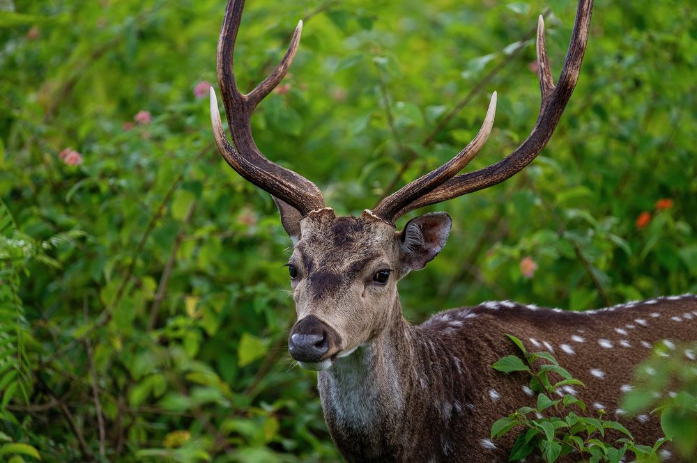 Photograph by Pranav Pula