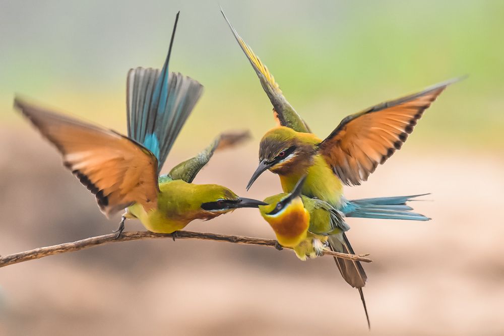 Wild Love