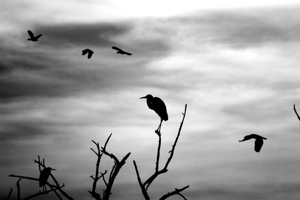 Фотография автора Rounak Doshi