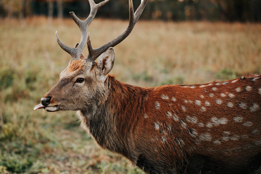 Олений остров