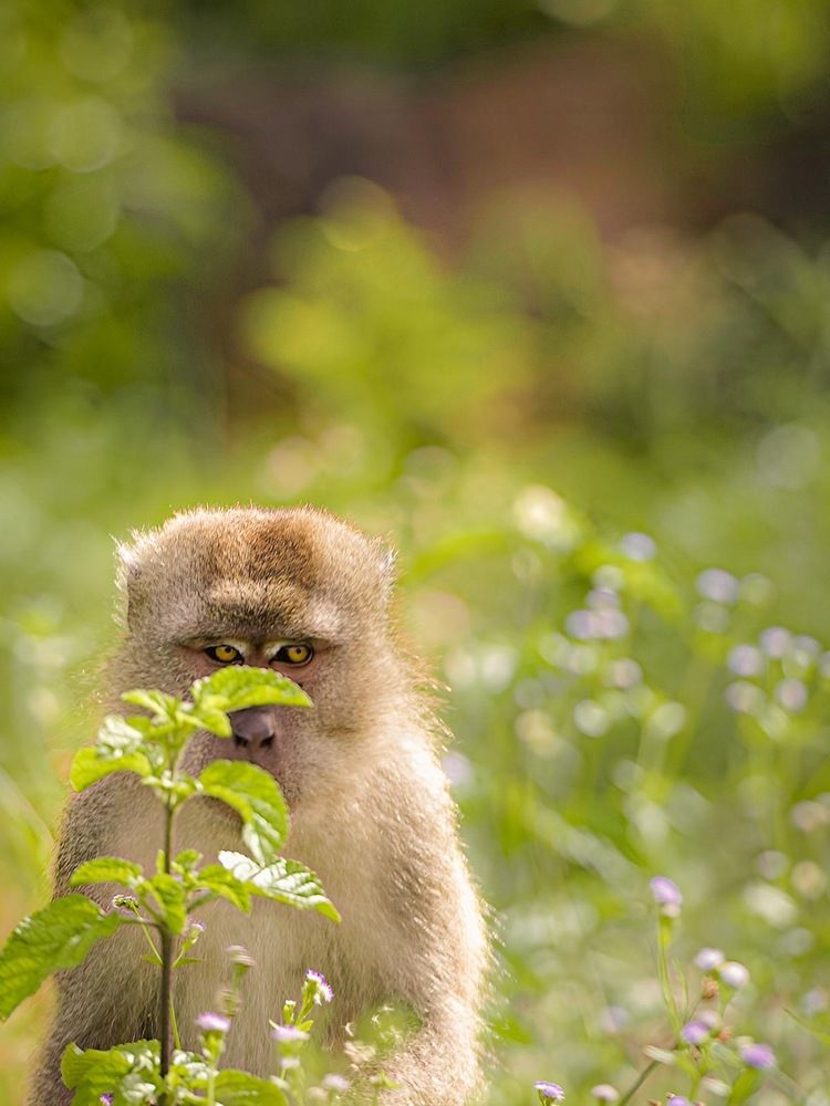 Endearing Awkwardness: The Funny Monkey's Relatable Embarrassment