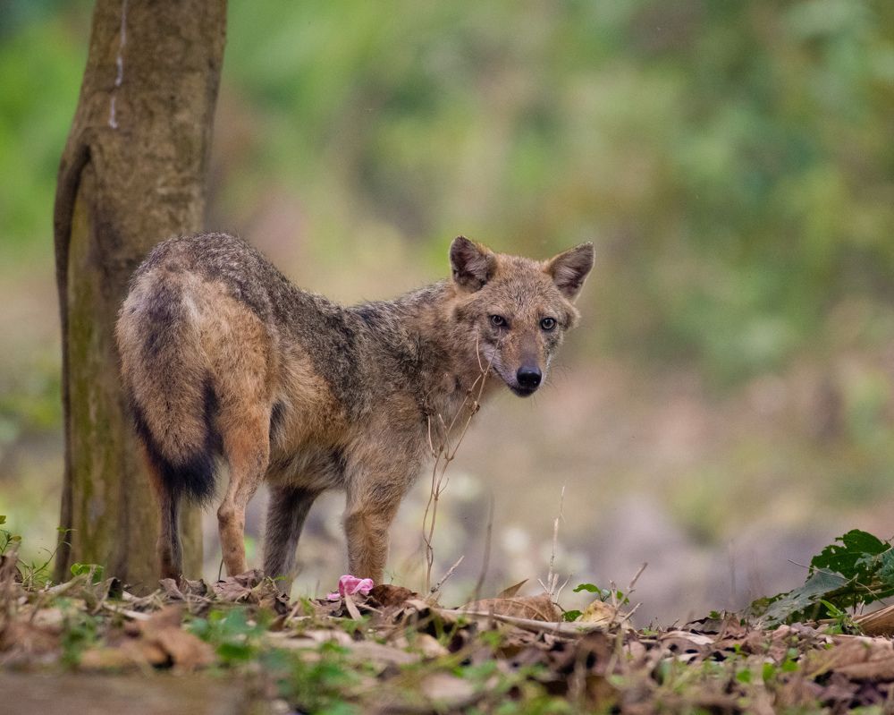 Photograph by Aritro Bose