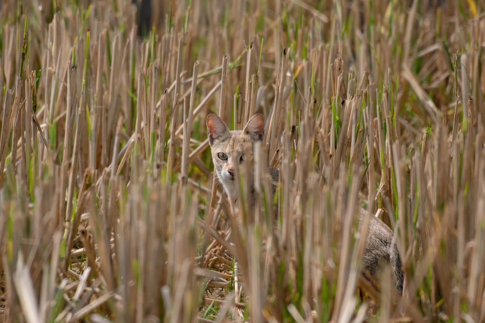 Photograph by Aritro Bose