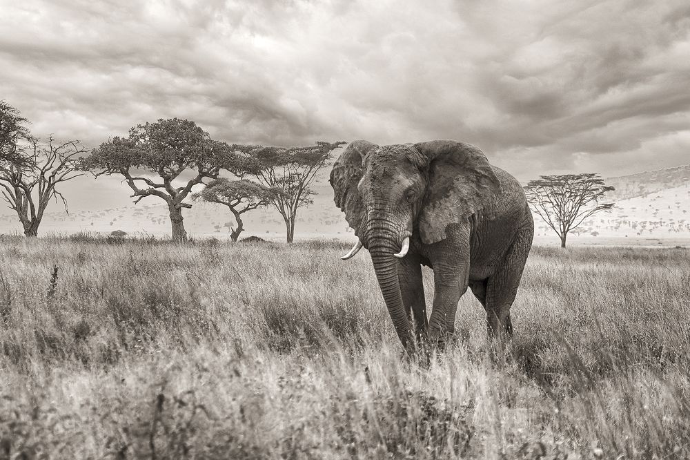 Photograph by Наталья Суслова