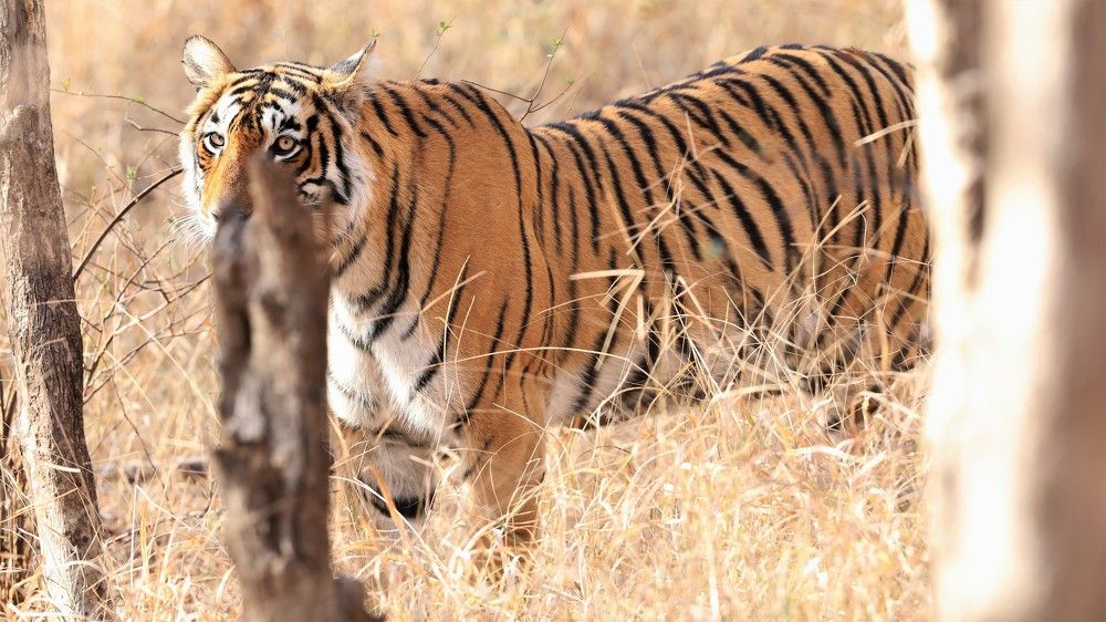 Photograph by VIVEK JOSHI