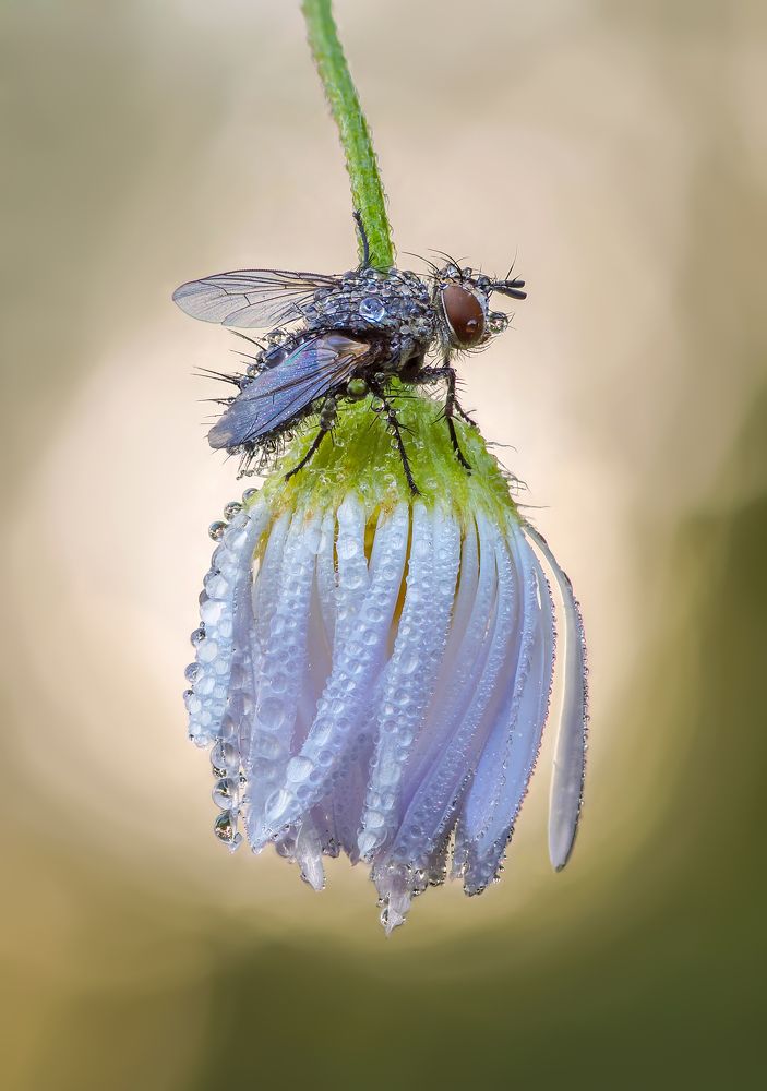 Photograph by Чепленко Алексей