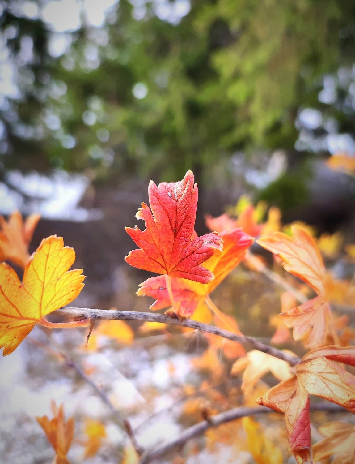 Photo #9864715