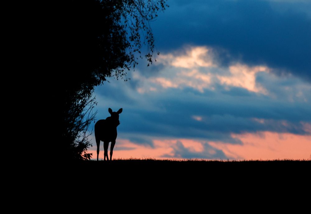 Лоси на гону