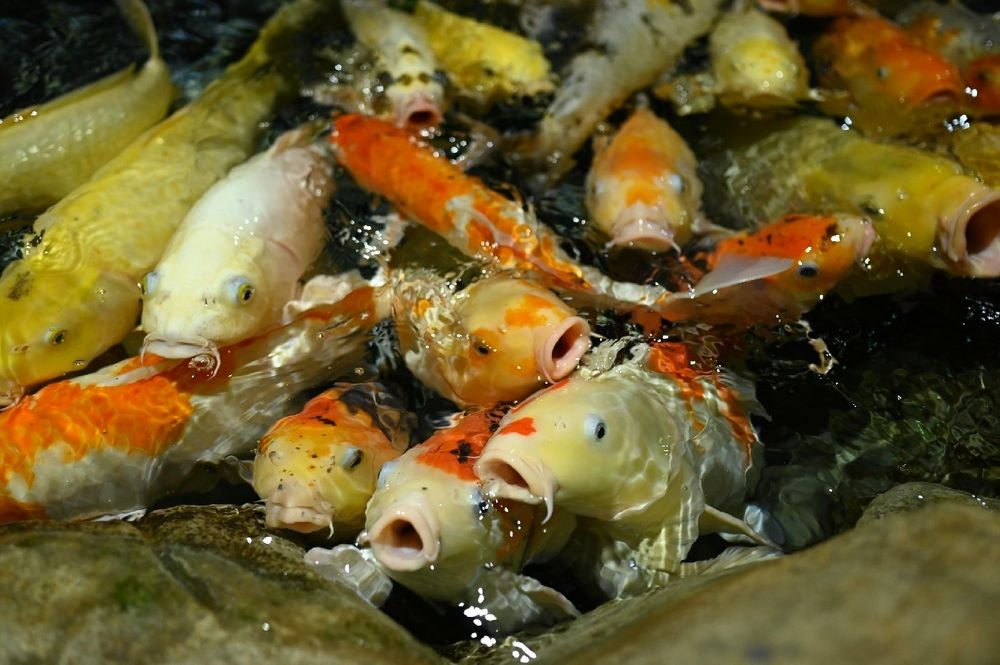 Фотография автора Ольга Степанова