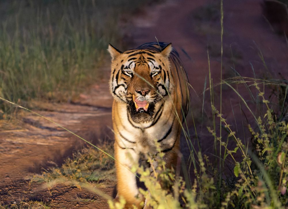 Photograph by Bibhas Deb