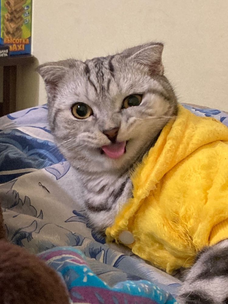 Кот Кривляка