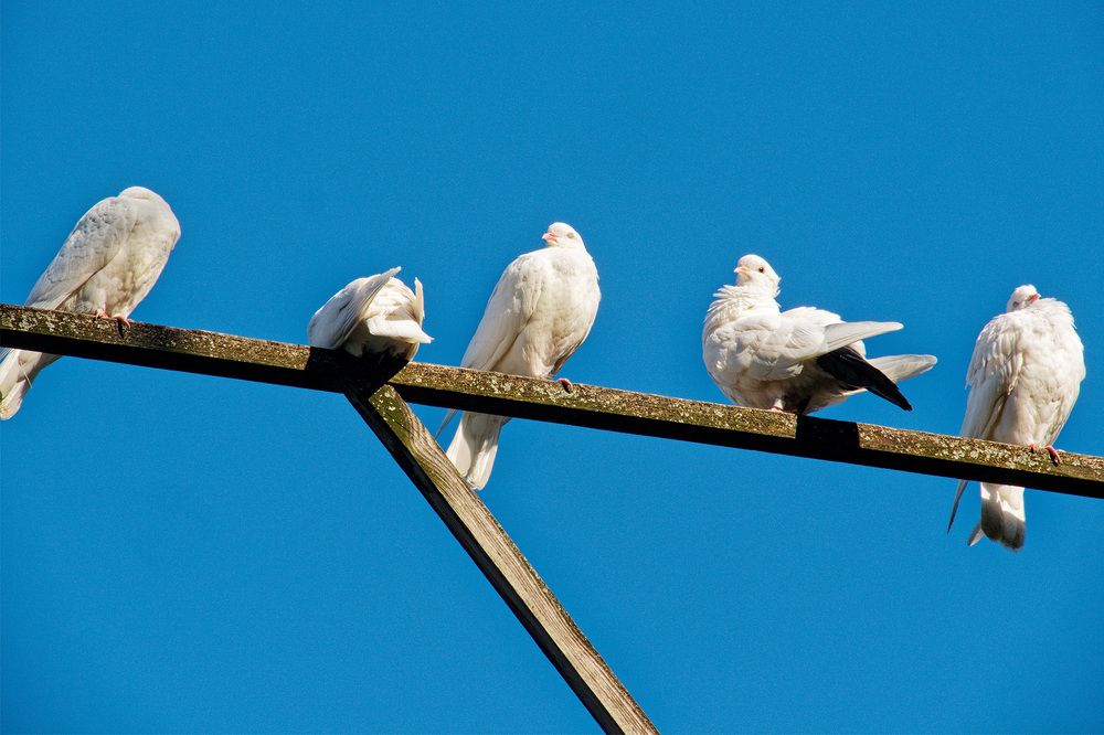 Городские голуби