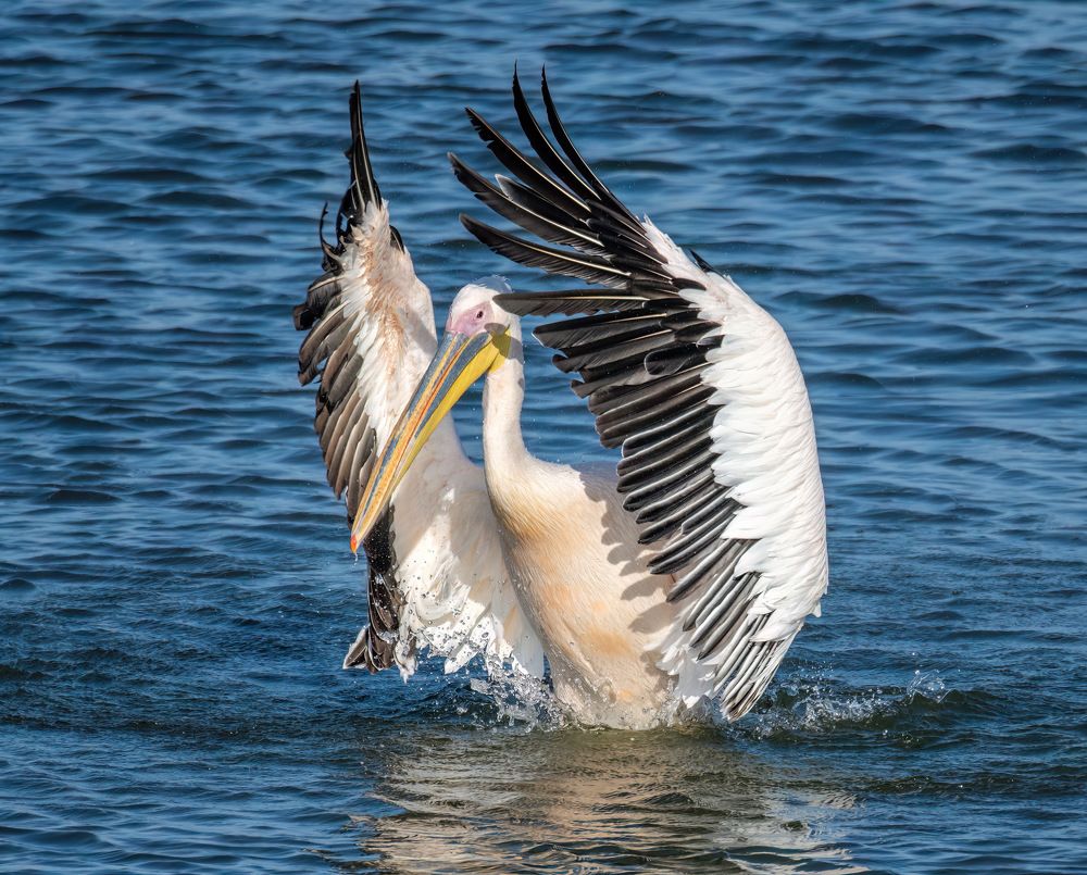 Фотография автора محمد سعد أبو أبراهم