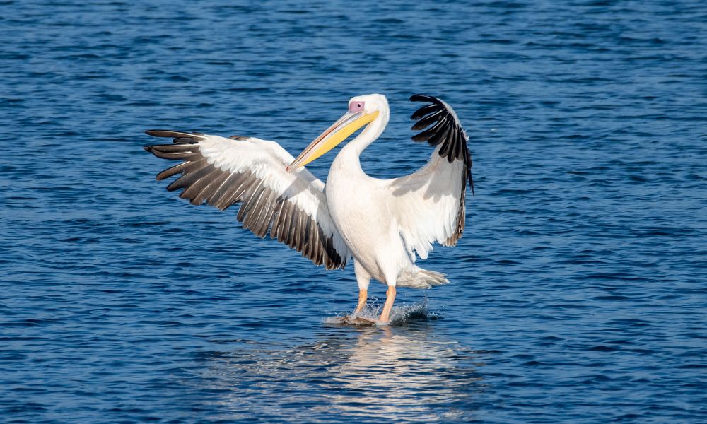 Фотография автора محمد سعد أبو أبراهم