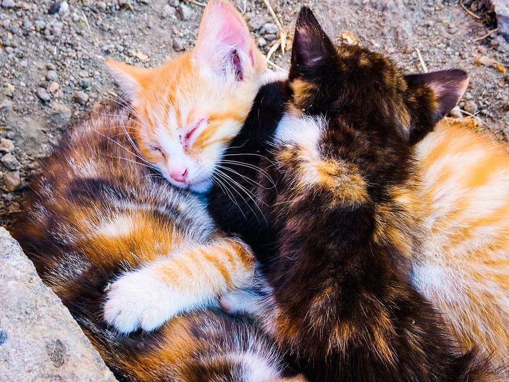 Beautiful Kittens