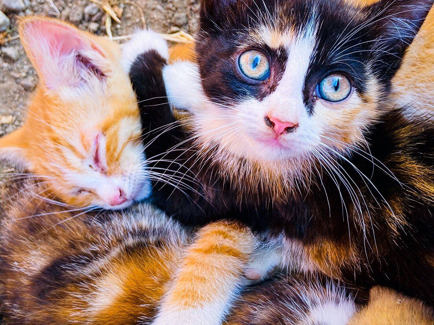 Beautiful Kittens