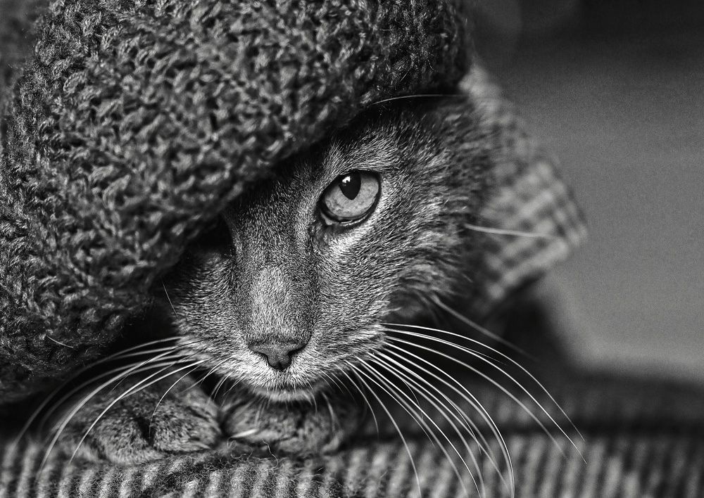 Photograph by Ольга Кудина