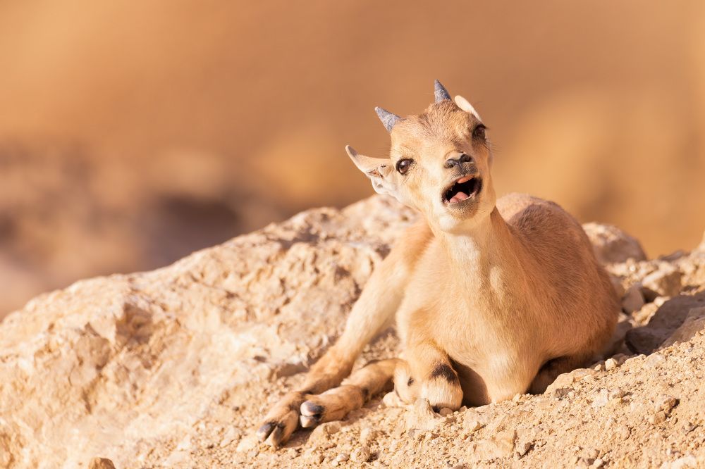 Photograph by Elena Levi