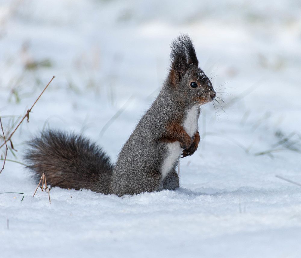 Непоняла, где орех. Сюда же прятала