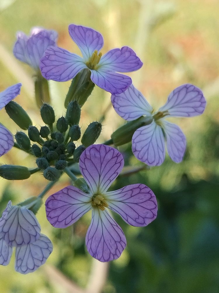 The colors of beauty.