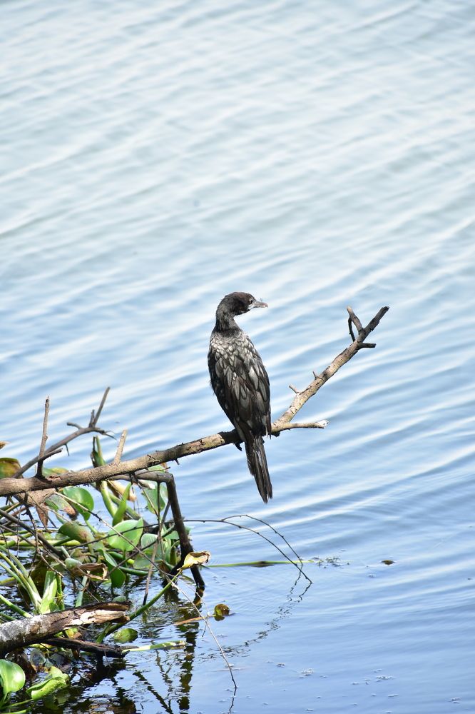 Photograph by Hemprakash Singh