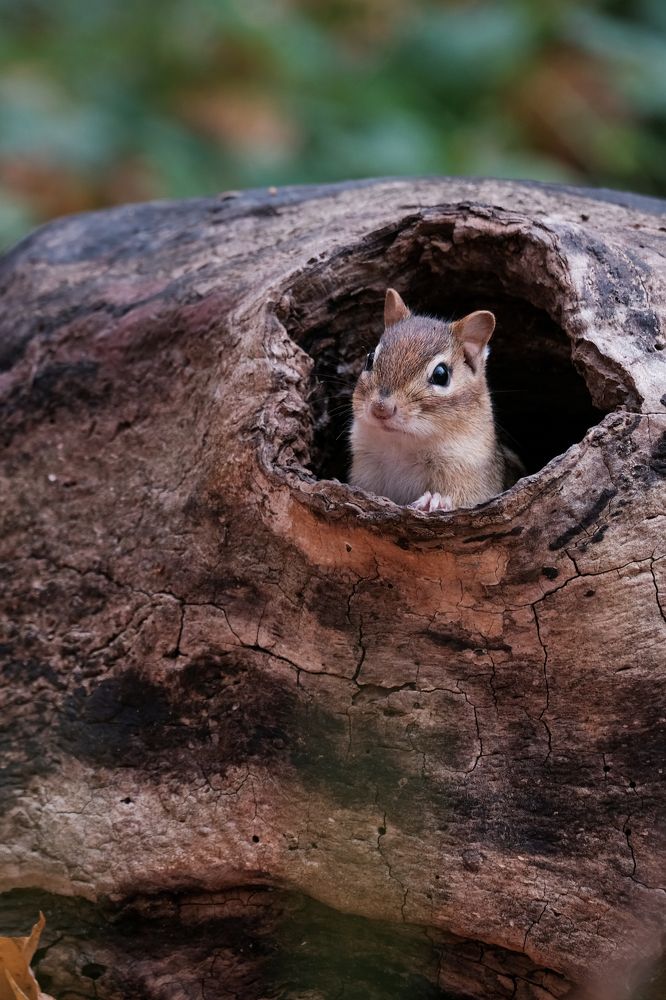 Photograph by Greg Noakes