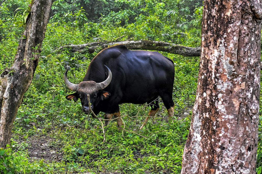 Photograph by Kamal Bhattacharjya
