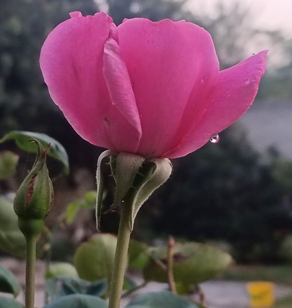 Photograph by Younas Muhammad