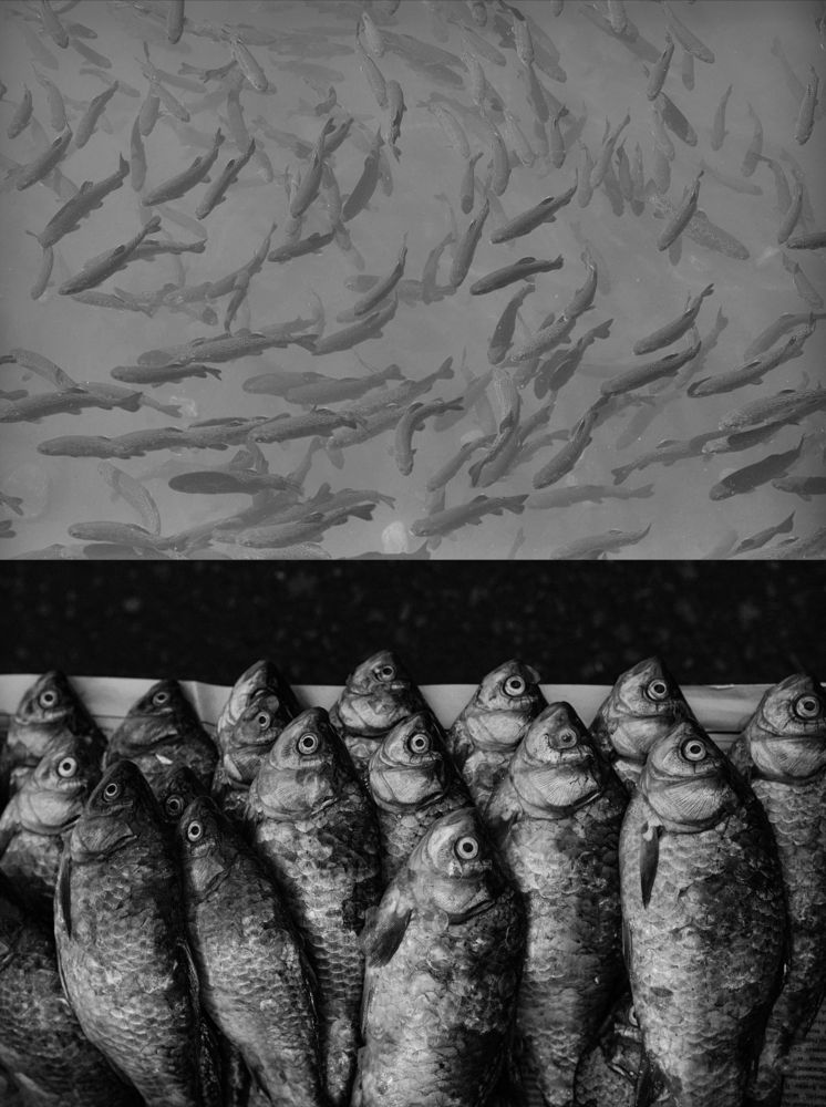 Фотография автора Javid Hashimov