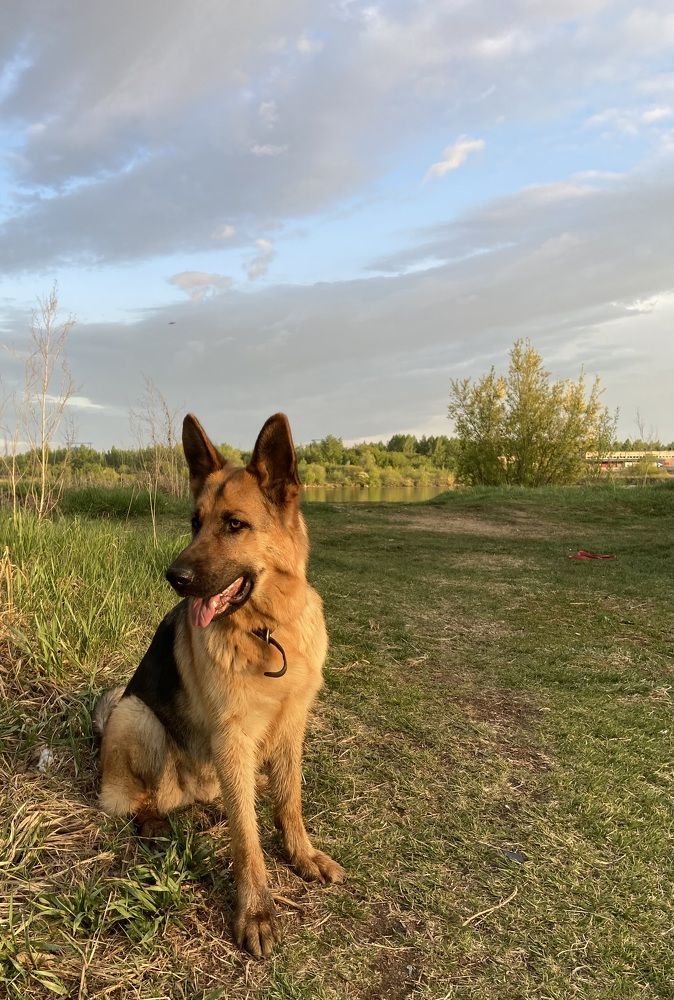 Фотография автора Галина Шиманцова