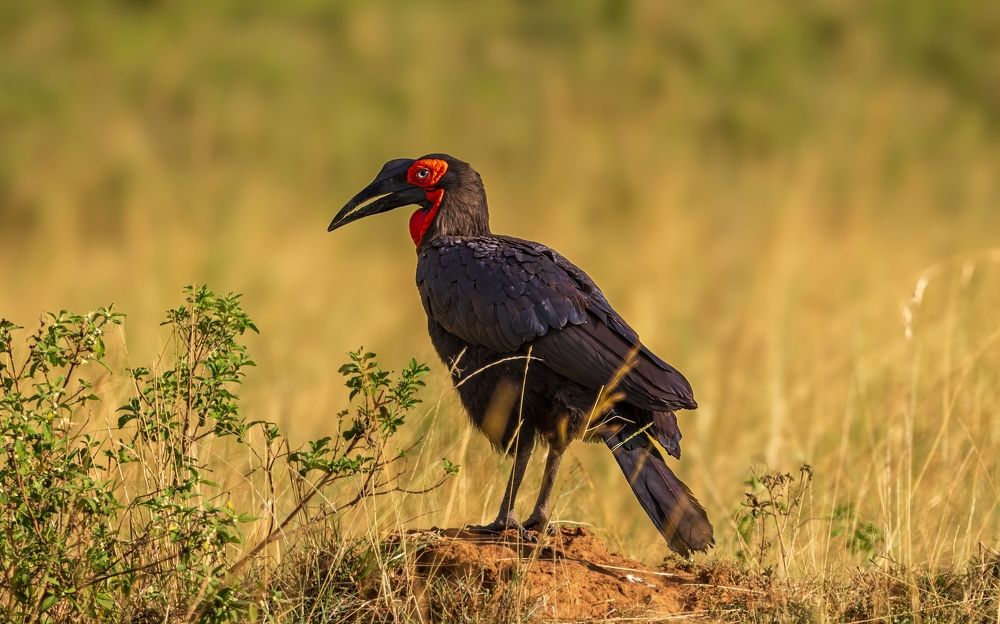 Southern ground hornbill