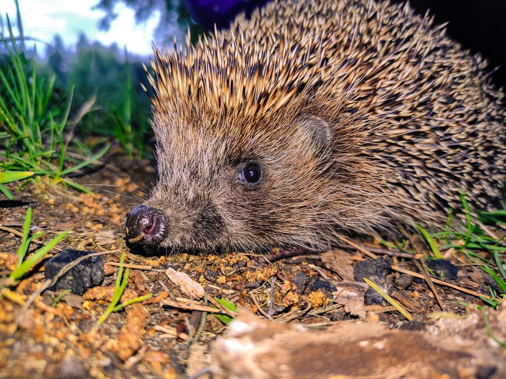 Фотография автора Александр Хухлов