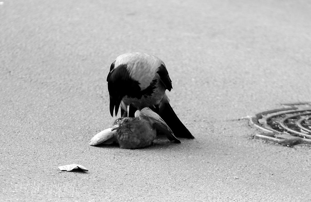 Photograph by Станислав Вершинин