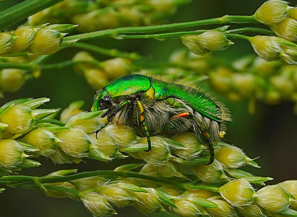 Фотография автора ANIL KUMAR DESHPANDE