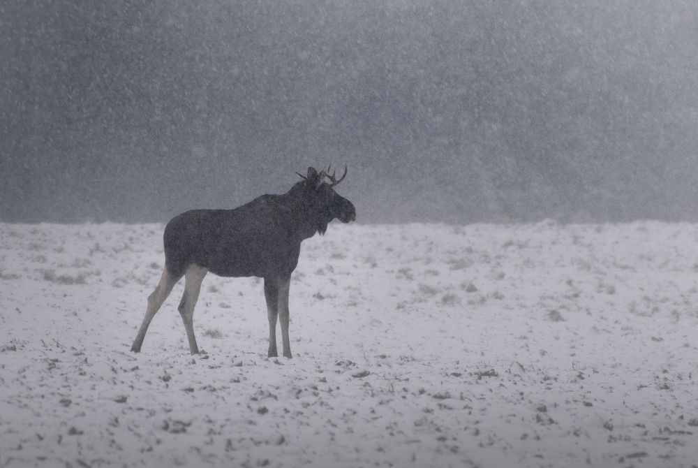 Photograph by Дарья