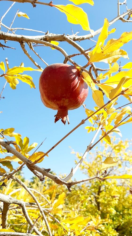 Photograph by Soheil Shams