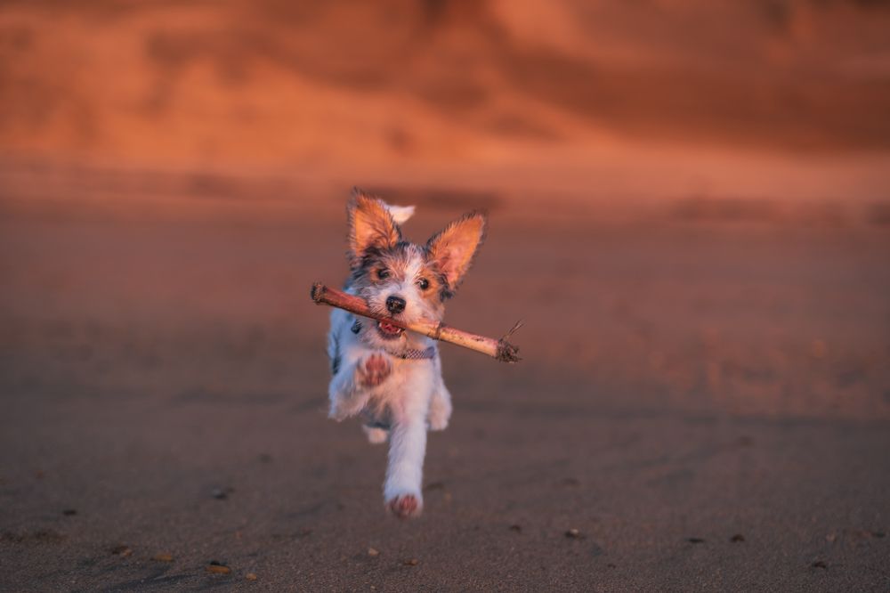 Photograph by Pedro Cunha