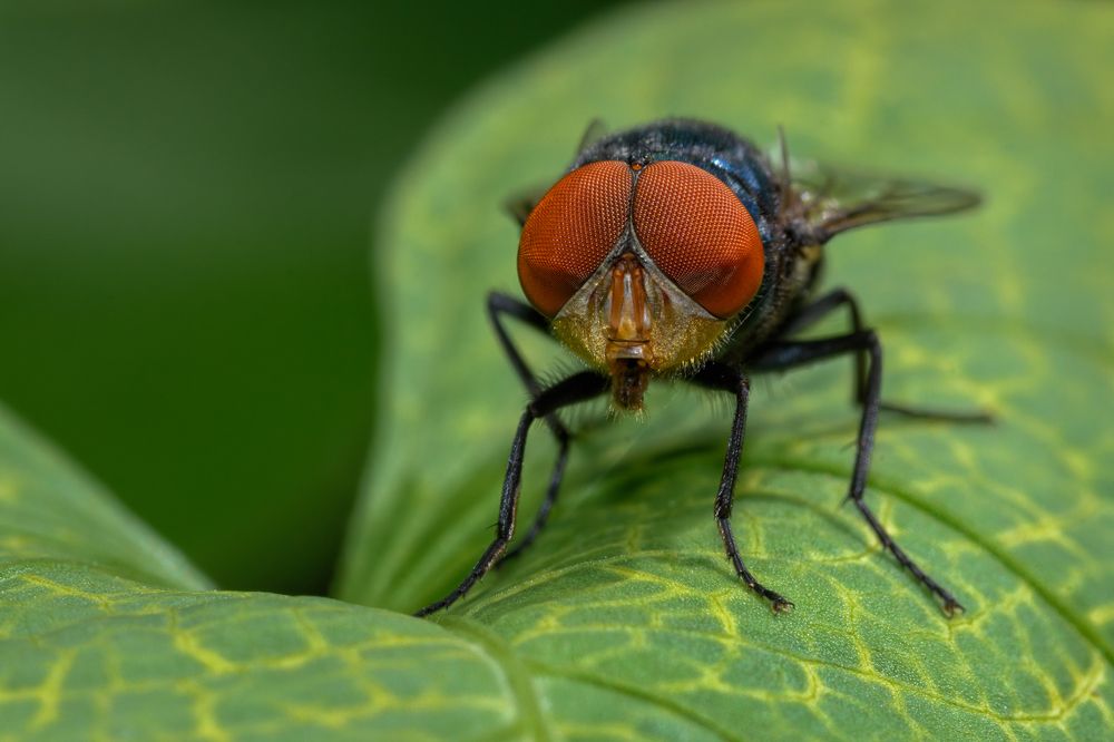 Photograph by Kartik Raman