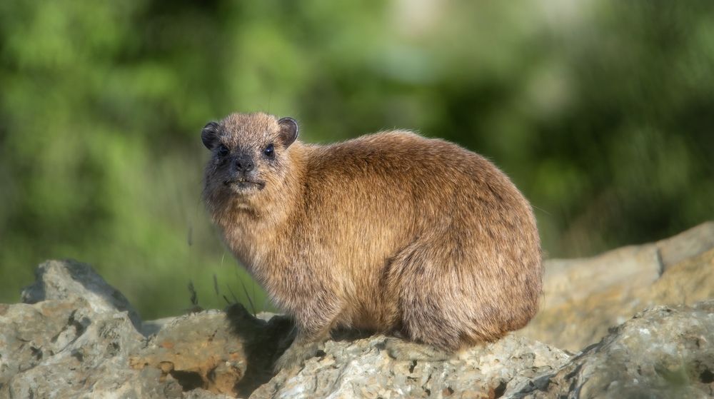 Фотография автора محمد سعد أبو أبراهم