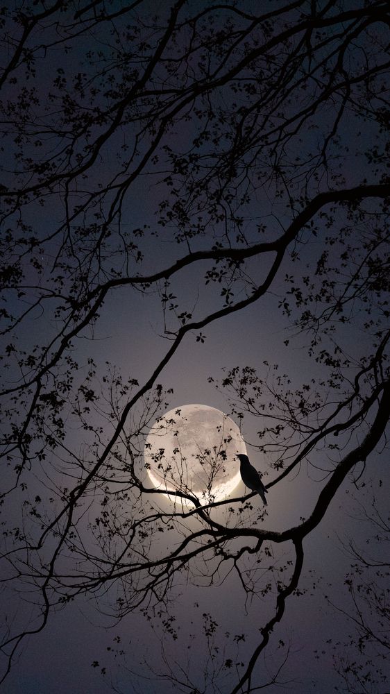 The bird and moon
