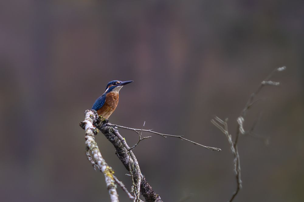 Photograph by Елена Чистова