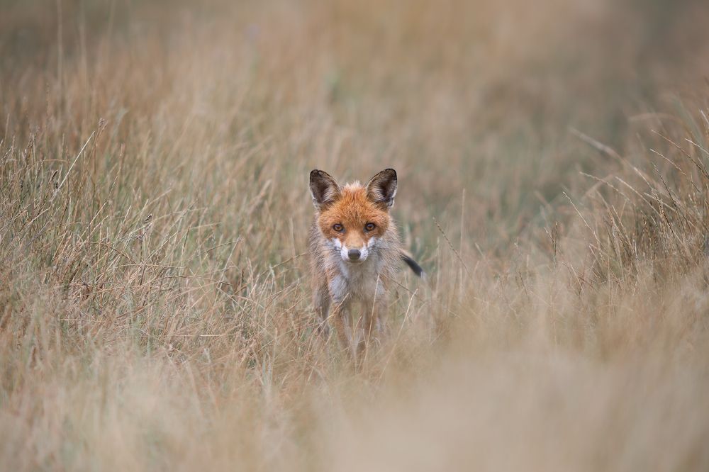 Photograph by Елена Чистова