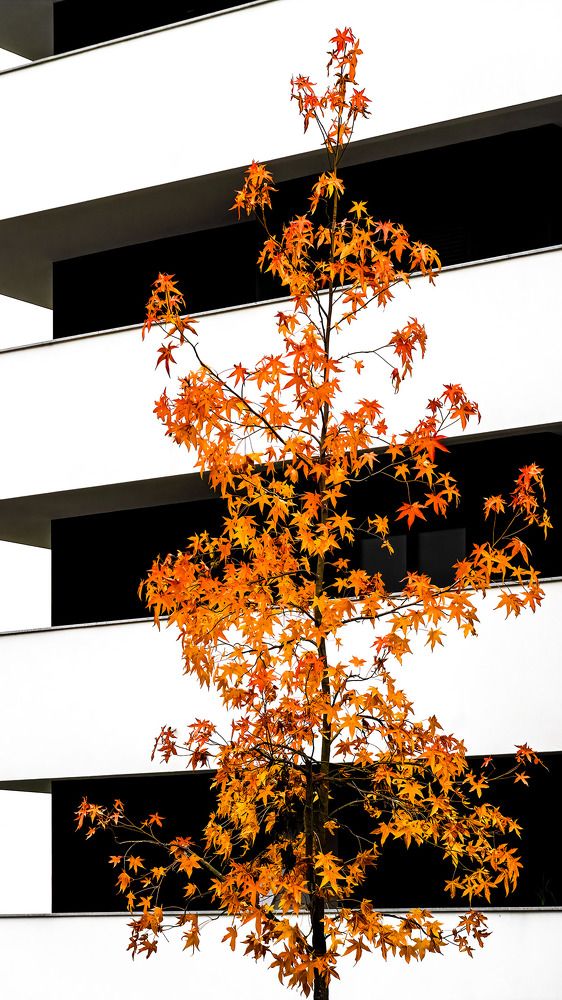 The soul's voice - op.10234007719